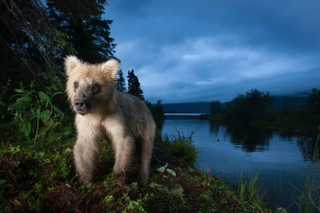 Illustration for article titled Nature's Candids: The Best Wildlife Camera-Trap Photography Of 2014